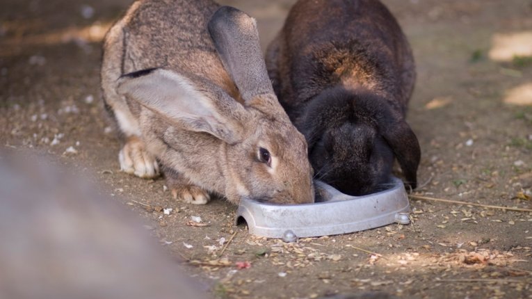 Fot. Zaczarowane Wzgórze. Dwa króliki jedzące z metalowej miski ustawionej na ziemi. Jeden królik jest jasnobrązowy z bardzo długimi uszami, a drugi ciemnobrązowy, pochylony nad jedzeniem.
