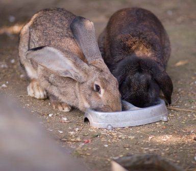 Fot. Zaczarowane Wzgórze. Dwa króliki jedzące z metalowej miski ustawionej na ziemi. Jeden królik jest jasnobrązowy z bardzo długimi uszami, a drugi ciemnobrązowy, pochylony nad jedzeniem.