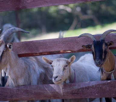 Fot. Zaczarowane Wzgórze. Trzy kozy stojące przy drewnianym ogrodzeniu, wyglądające przez szczeliny w płocie. Dwie mają długie, zakrzywione rogi; kozy patrzą w stronę aparatu