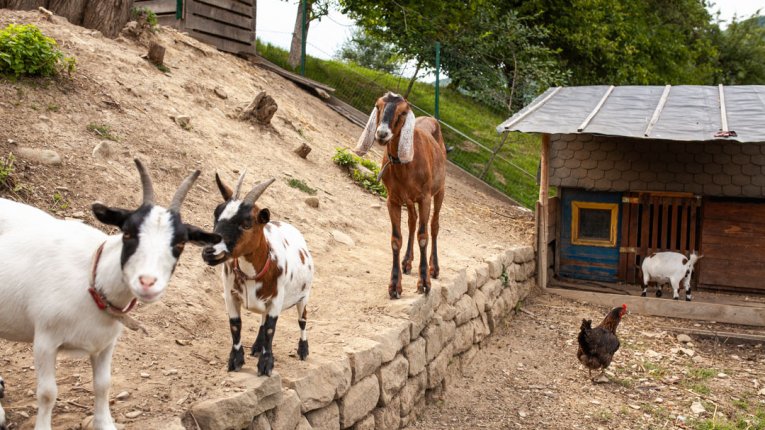 Fot. Zagroda w Jędrzejkówce. Trzy kozy stoją na kamiennym murku w zagrodzie na skarpie. Z boku widać drewniany kurnik, przy którym chodzi czarna kura.