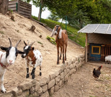 Fot. Zagroda w Jędrzejkówce. Trzy kozy stoją na kamiennym murku w zagrodzie na skarpie. Z boku widać drewniany kurnik, przy którym chodzi czarna kura.