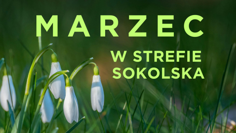 Grafika z napisem „MARZEC W STREFIE SOKOLSKA” na tle wiosennych przebiśniegów.